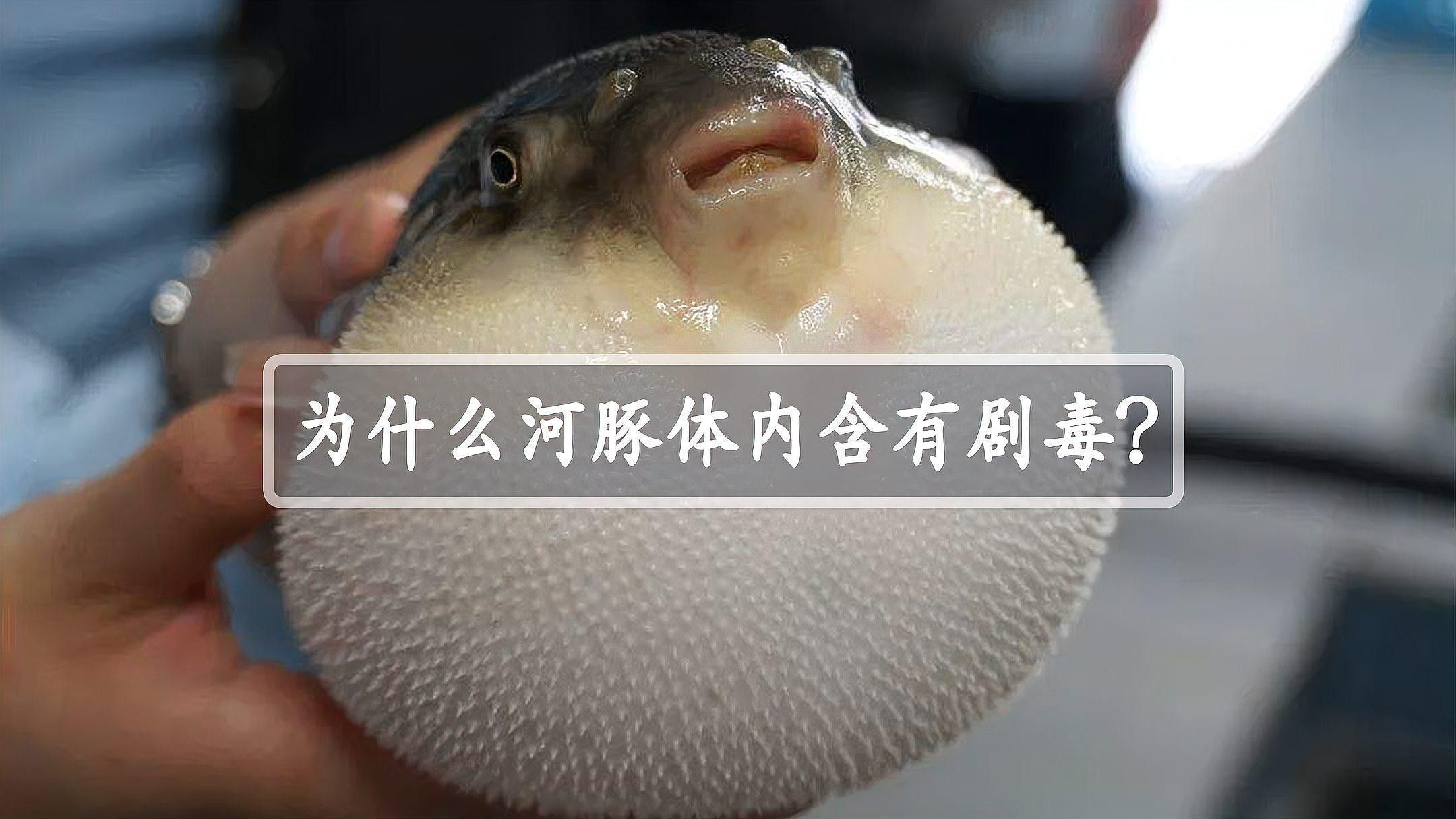 河豚毒素有哪些特性（河豚毒素有何特點(diǎn)）