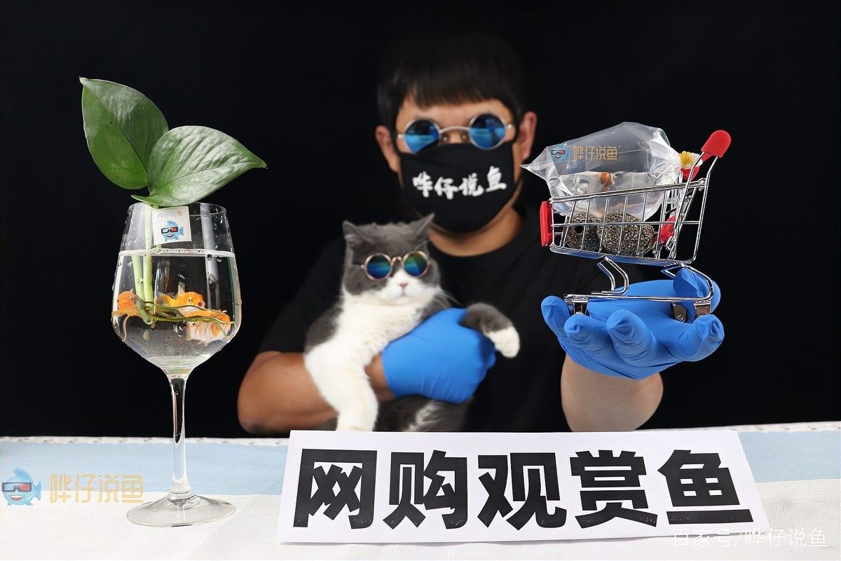 龍魚網購有哪些風險（網購觀賞魚靠譜嗎）