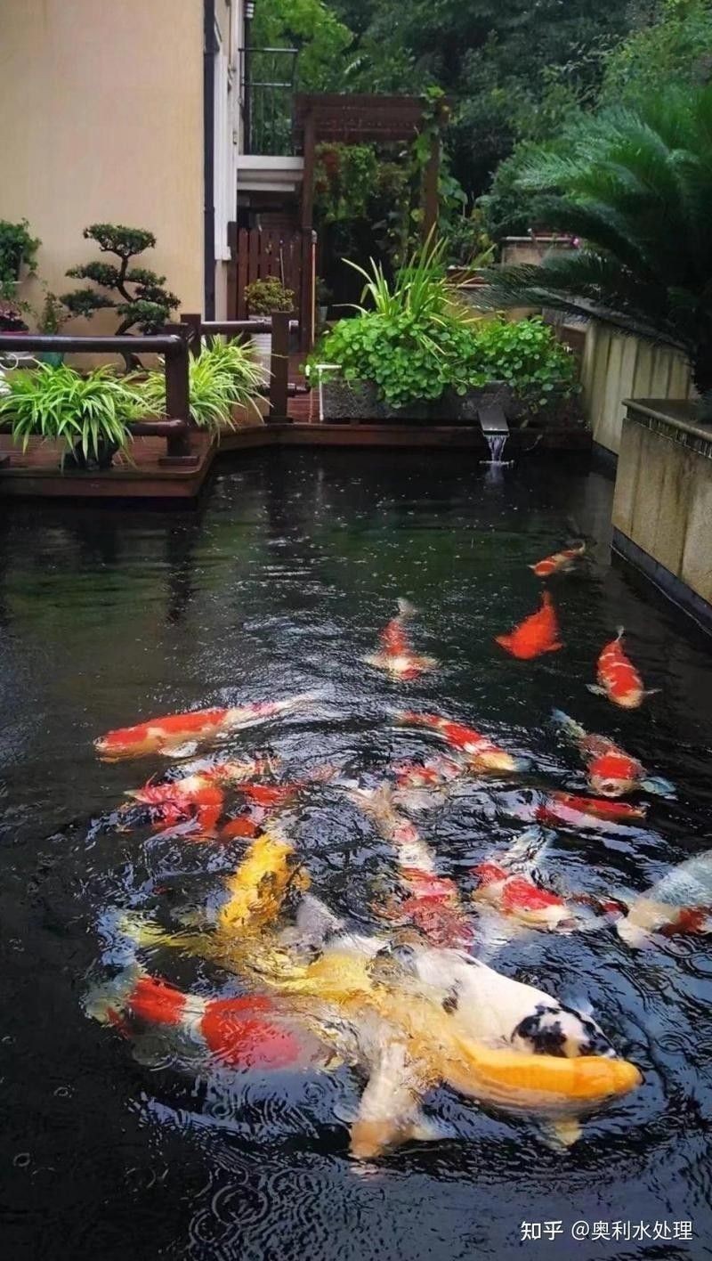 龍魚缸養(yǎng)錦鯉的飼料選擇（養(yǎng)錦鯉最忌諱的事盤點(diǎn)新手養(yǎng)錦鯉8大坑）