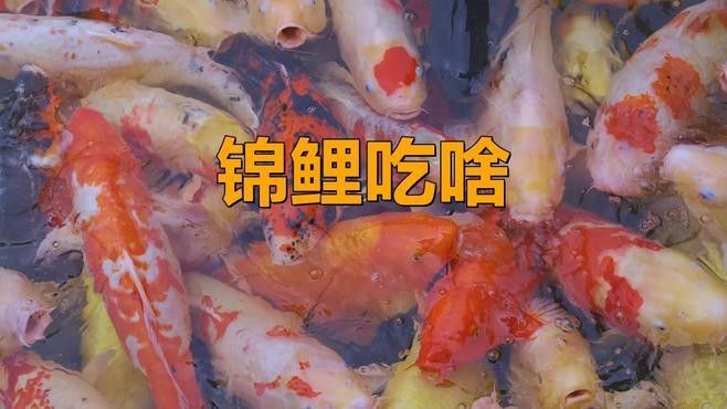 龍魚缸養(yǎng)錦鯉的飼料選擇（養(yǎng)錦鯉最忌諱的事盤點(diǎn)新手養(yǎng)錦鯉8大坑）