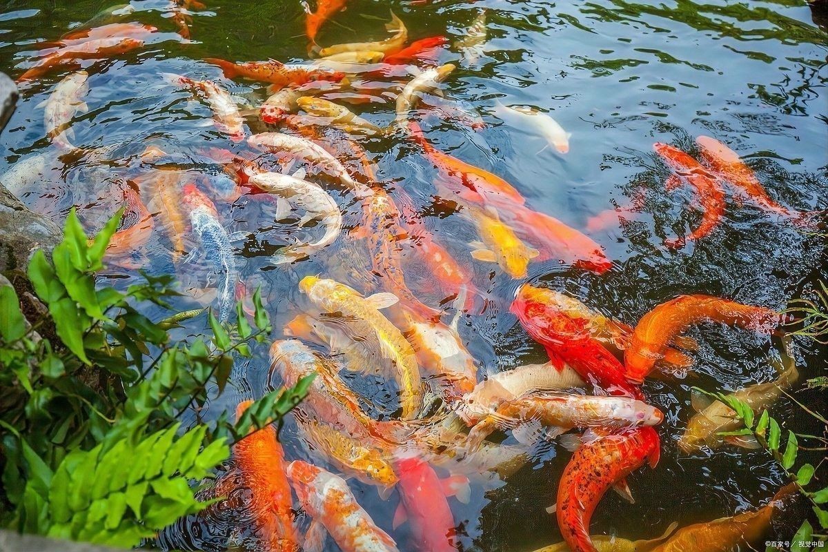 龍魚缸養(yǎng)錦鯉的飼料選擇（養(yǎng)錦鯉最忌諱的事盤點(diǎn)新手養(yǎng)錦鯉8大坑）