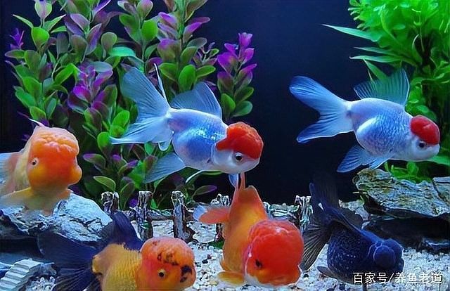 哪些品種的金魚與雷龍魚混養(yǎng)風(fēng)險較低（養(yǎng)魚老道，雷龍魚和什么魚混養(yǎng)好）