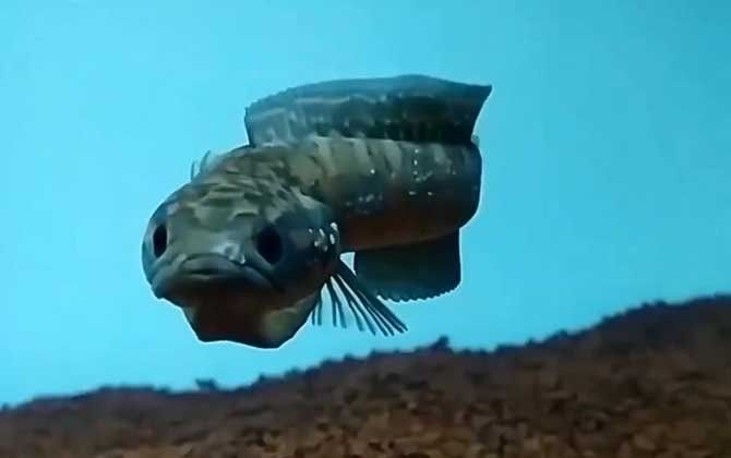 哪些品種的金魚與雷龍魚混養(yǎng)風(fēng)險較低（養(yǎng)魚老道，雷龍魚和什么魚混養(yǎng)好）