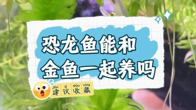 哪些品種的金魚與雷龍魚混養(yǎng)風(fēng)險較低（養(yǎng)魚老道，雷龍魚和什么魚混養(yǎng)好）