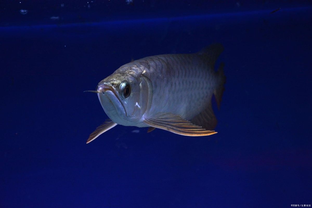 如何預(yù)防B級過背金龍魚疾病？（b級過背金龍魚對水質(zhì)敏感需保持ph值6.5-7.5）