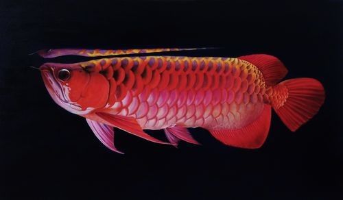 西工哪個水族館龍魚好？祥龍魚場龍魚（北京西工水族館和祥龍魚場龍魚） 西工哪個水族館龍魚好？祥龍魚場龍魚（北京西工水族館和祥龍魚場龍魚） 龍魚百科 第3張