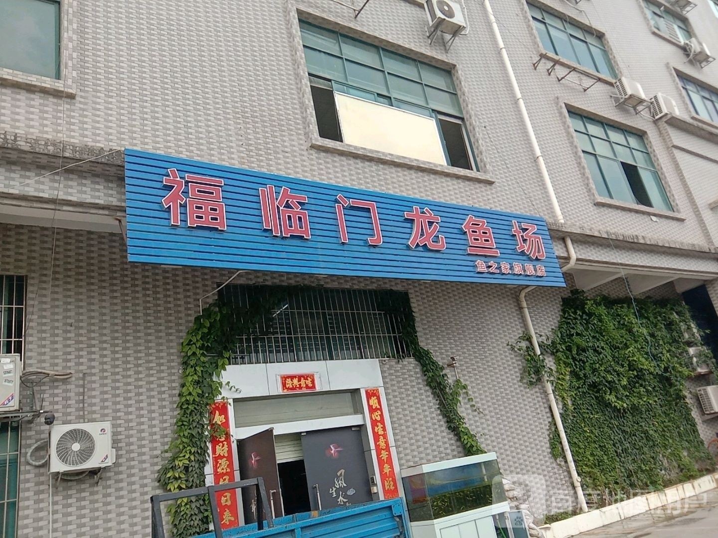 西工哪個水族館龍魚好？祥龍魚場龍魚（北京西工水族館和祥龍魚場龍魚） 西工哪個水族館龍魚好？祥龍魚場龍魚（北京西工水族館和祥龍魚場龍魚） 龍魚百科 第8張