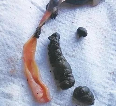 如何判斷金龍魚飼料的好壞（判斷金龍魚飼料質(zhì)量需綜合感官檢測與成分分析具體方法）
