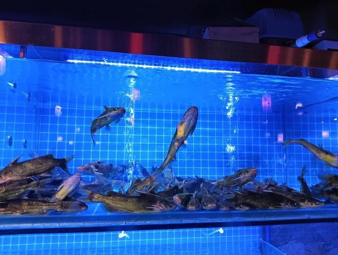 建甌哪個水族館龍魚好？祥龍魚場龍魚（廣州龍魚祥龍魚場)廣州龍魚祥龍魚場）