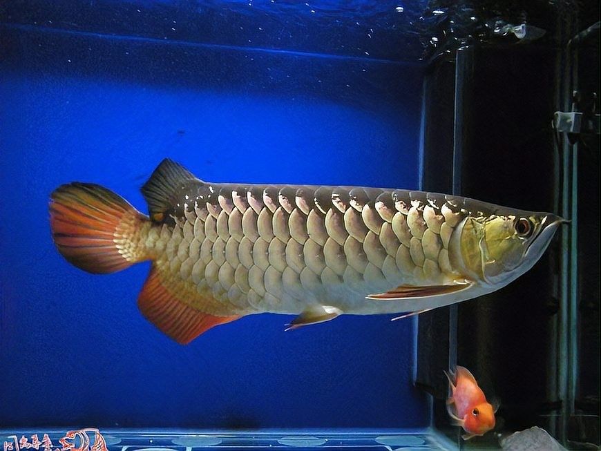 金頭金龍魚的價格是多少？（金頭金龍魚價格揭秘）