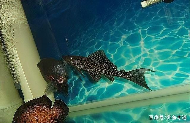 金龍魚吃清道夫后會有哪些癥狀（養魚老道）