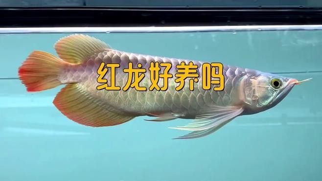 紅龍幼體多久換一次水？（紅龍幼體換水頻率概述）