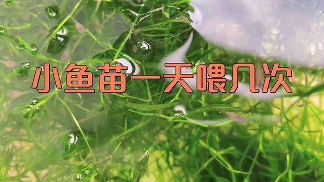 彩虹雷龍魚苗多久喂一次？（彩虹雷龍魚苗喂食頻率需根據其生長階段和個體狀態調整）