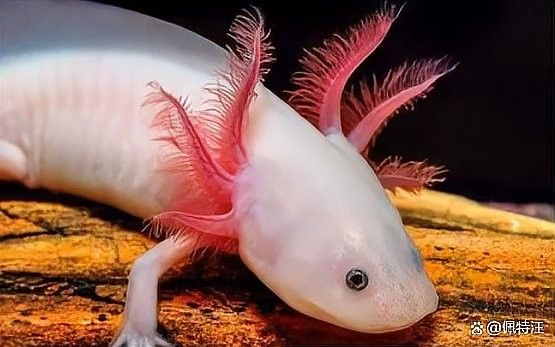 如何給六角恐龍魚喂食（六角恐龍飼養技巧）