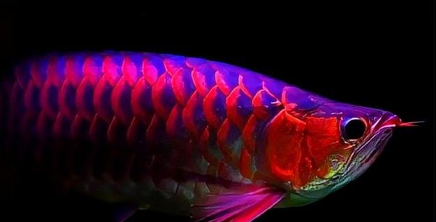 龍魚多久喂一次比較好？（龍魚一個(gè)星期喂一次行嗎） 龍魚多久喂一次比較好？（龍魚一個(gè)星期喂一次行嗎） 龍魚百科 第10張