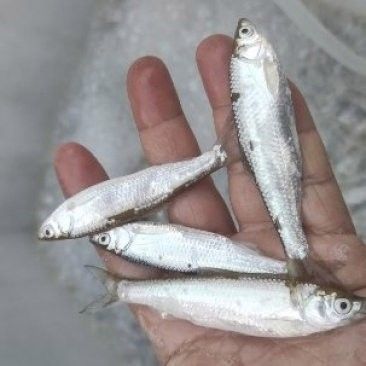 龍魚吃小白條需要消毒嗎（菜場買的小魚能喂龍魚嗎）