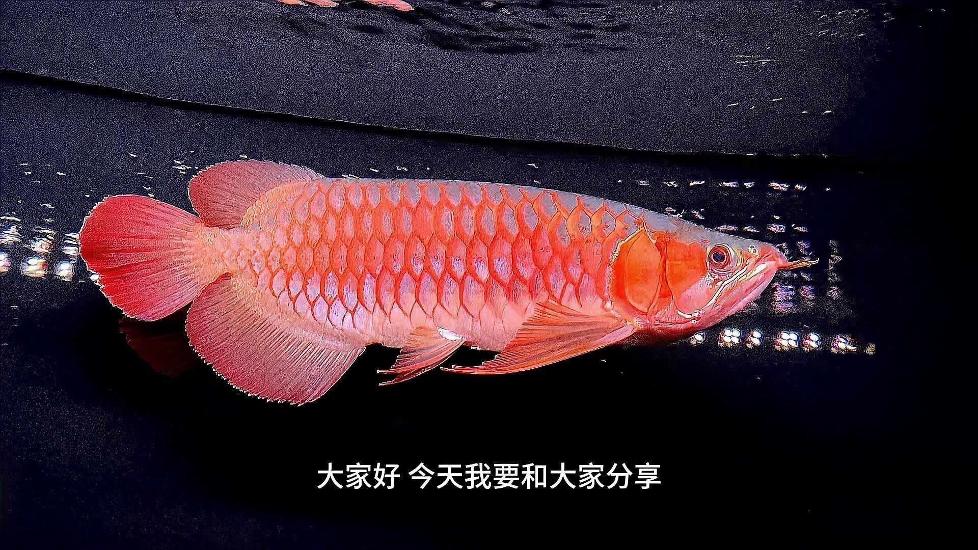 龍魚吃泥鰍有哪些注意事項（龍魚喂食泥鰍的注意事項）