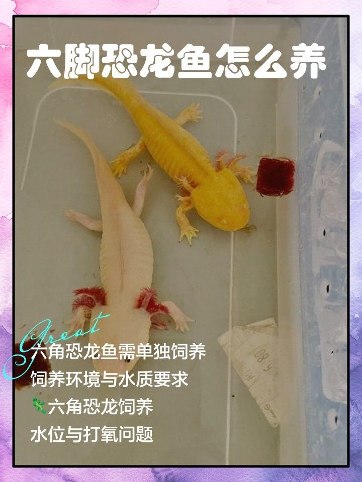 六角恐龍魚可以混養嗎（六角恐龍魚混養全攻略星隨月落人間20250626）