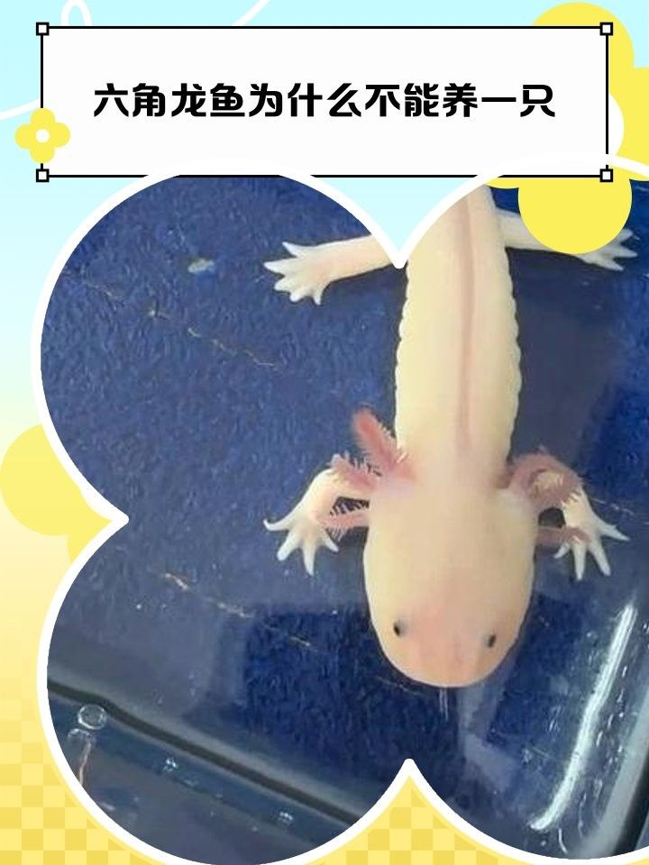 六角恐龍魚可以混養嗎（六角恐龍魚混養全攻略星隨月落人間20250626）