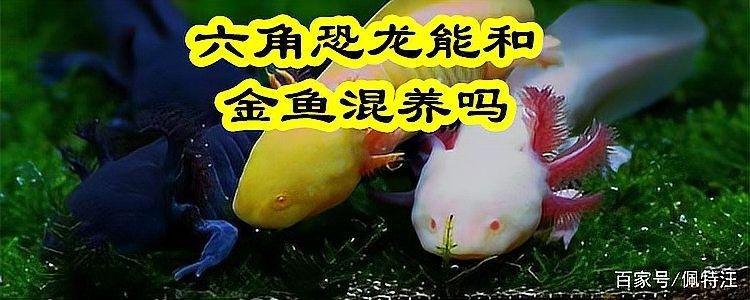 六角恐龍魚可以混養嗎（六角恐龍魚混養全攻略星隨月落人間20250626）