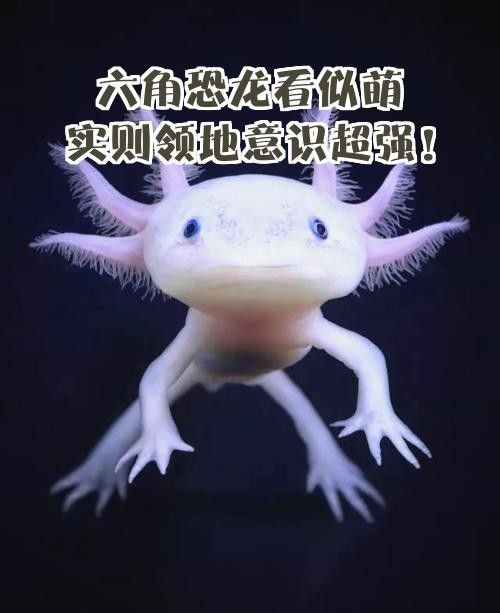 六角恐龍魚可以混養嗎（六角恐龍魚混養全攻略星隨月落人間20250626）