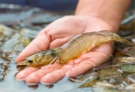 仟湖G2大粒和G2小粒有何區別（仟湖龍魚飼料g1和g2的區別）