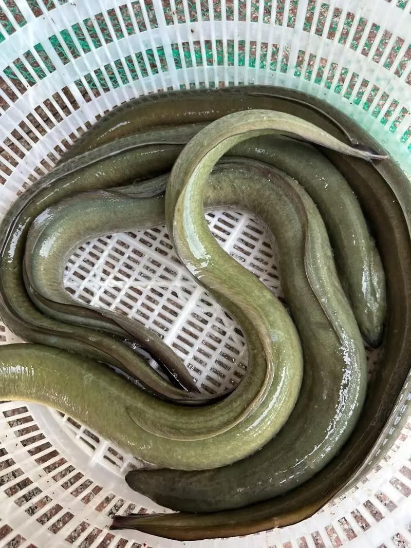 黃金鰻魚的市場價格是多少（福建男子釣獲黃金鰻魚，魚身似鍍金）