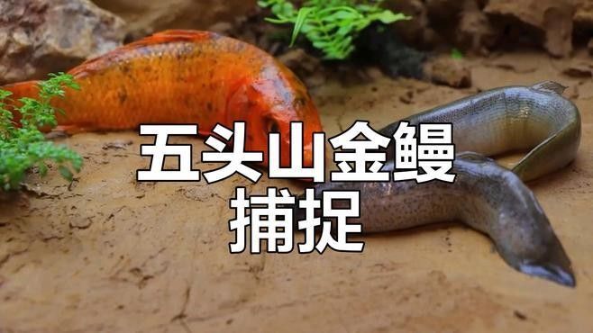 黃金鰻魚的市場價格是多少（福建男子釣獲黃金鰻魚，魚身似鍍金）