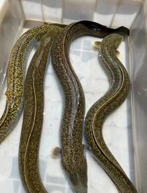 黃金鰻魚的市場價格是多少（福建男子釣獲黃金鰻魚，魚身似鍍金）