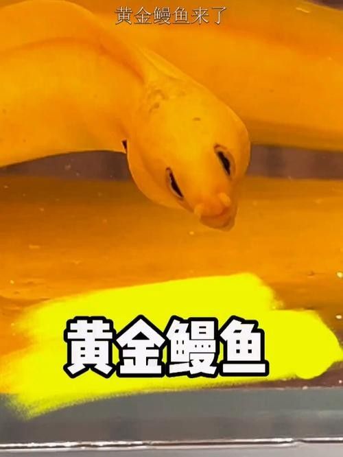 黃金鰻魚的市場價格是多少（福建男子釣獲黃金鰻魚，魚身似鍍金）