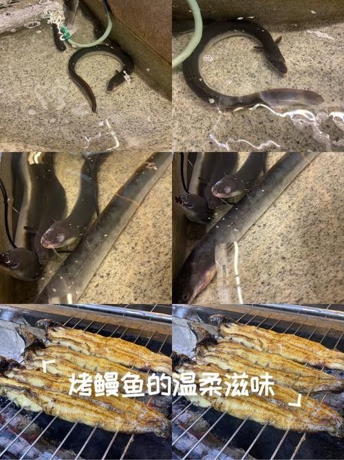 黃金鰻魚的市場價格是多少（福建男子釣獲黃金鰻魚，魚身似鍍金）