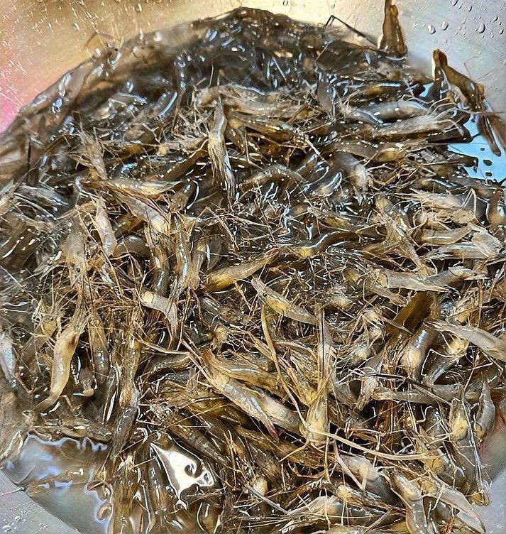 黃金鰻魚的市場價格是多少（福建男子釣獲黃金鰻魚，魚身似鍍金）