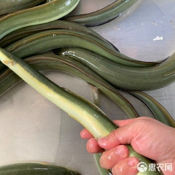 黃金鰻魚的市場價格是多少（福建男子釣獲黃金鰻魚，魚身似鍍金）