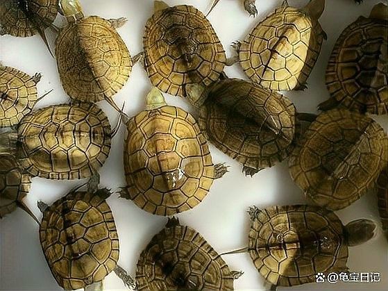 如何判斷龍魚是否接受混養伙伴？（判斷龍魚是否接受混養伙伴需綜合觀察行為、環境適應及互動模式）