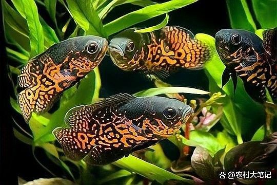 龍魚和戰(zhàn)船魚哪個更適合新手（戰(zhàn)船魚，七星刀魚誰更好養(yǎng)）