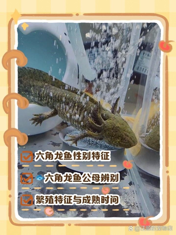 如何區分六角龍魚的雌雄？（六角龍魚（六角恐龍魚）的雌雄區分指南,其實很簡單）