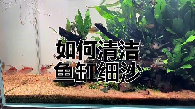 雷龍魚缸底砂需要清洗嗎？（雷龍魚缸底砂是否需要清洗取決于底砂類型、厚度及飼養環境）