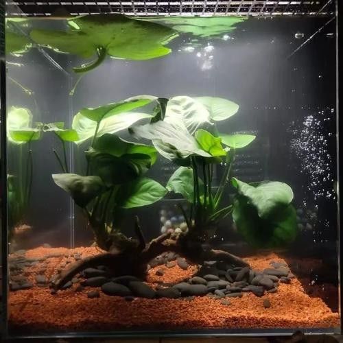 雷龍魚缸底砂需要清洗嗎？（雷龍魚缸底砂是否需要清洗取決于底砂類型、厚度及飼養環境）