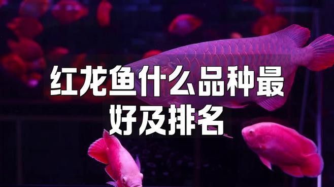 紅龍魚BTL幼魚有哪些品種？（紅龍魚btl幼魚作為優質品種）