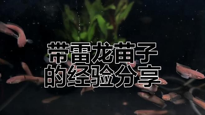 雷龍魚苗的飼料選擇（雷龍魚喂養指南）