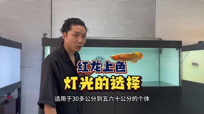 紅龍魚燈需要哪些配件（紅龍魚燈的選擇及建議） 紅龍魚燈需要哪些配件（紅龍魚燈的選擇及建議） 龍魚百科 第2張