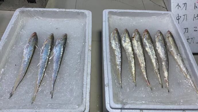 海龍魚禁令對漁民有哪些影響（海龍魚禁令對漁民有何影響？）