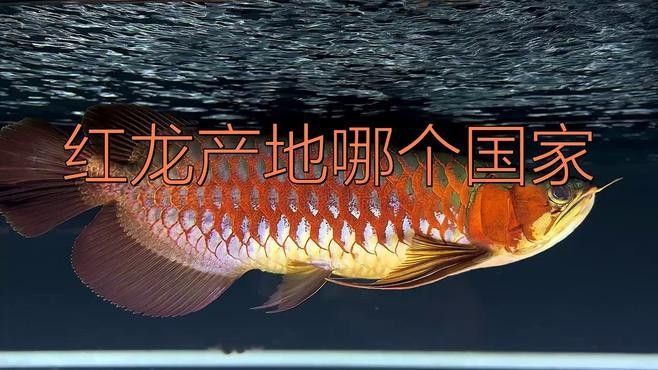 馬來西亞紅龍魚的市場趨勢（深海紅龍魚價格多少錢）