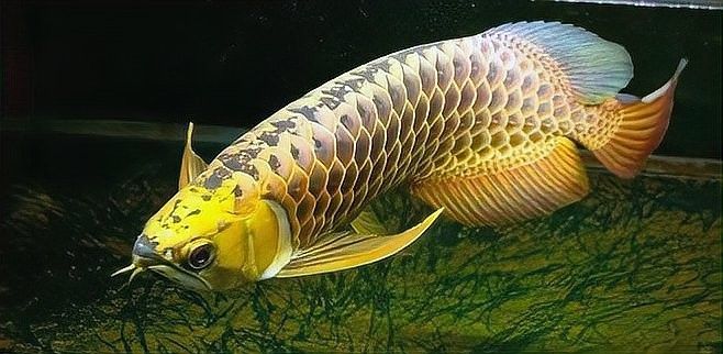 如何挑選健康的金龍魚(yú)苗（如何挑選一只健康的金龍魚(yú)）