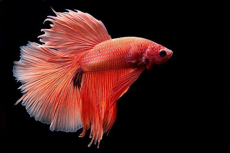 龍魚失衡癥多久會死（魚體失衡多久魚會死）