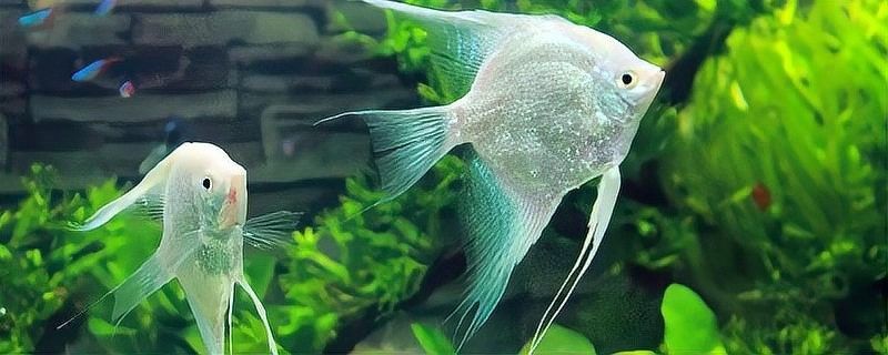 紫燕血紅龍繁殖期如何護理？（每日8~12小時柔和光照）