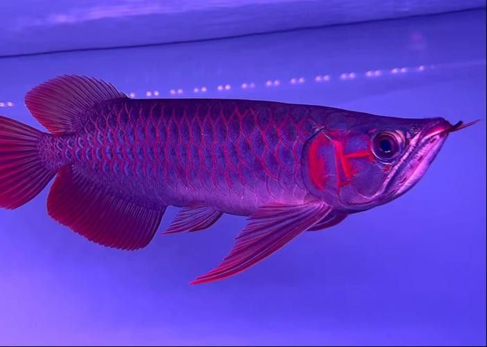 如何辨別真假大湖紅龍魚？（大湖紅龍魚辨別技巧） 如何辨別真假大湖紅龍魚？（大湖紅龍魚辨別技巧） 龍魚百科 第5張