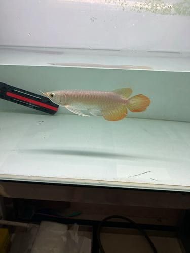 如何辨別真假大湖紅龍魚？（大湖紅龍魚辨別技巧） 如何辨別真假大湖紅龍魚？（大湖紅龍魚辨別技巧） 龍魚百科 第12張