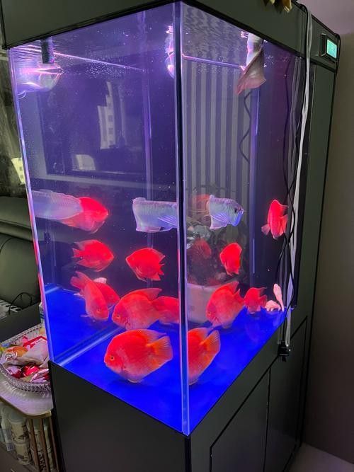 白底魚缸如何避免反光（如何拍魚缸反光？）