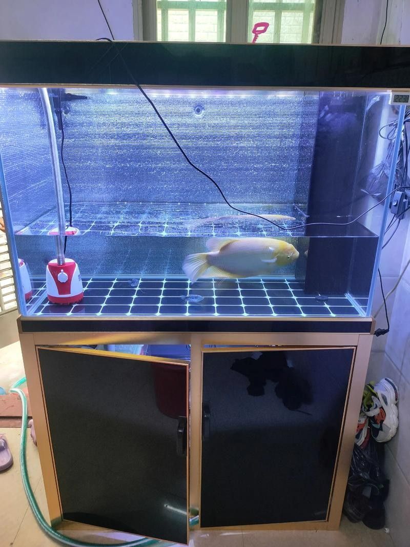白底魚缸如何避免反光（如何拍魚缸反光？）